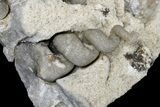 Fluorescent Fossil Gastropods in Limestone - Russia #174902-4